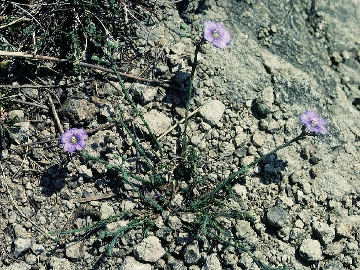 Linum austriacum (Linaceae)